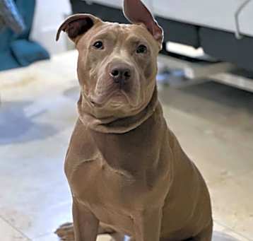 Photo of Brody