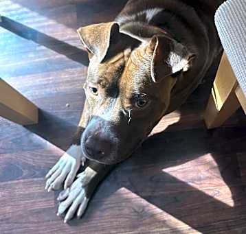 Photo of Maverick