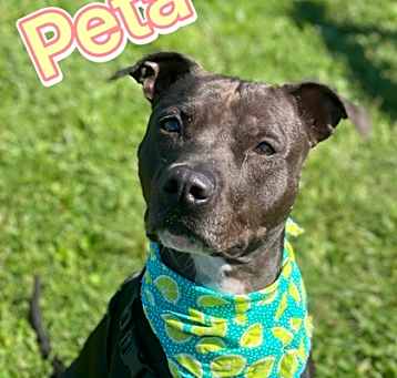 Photo of Peta
