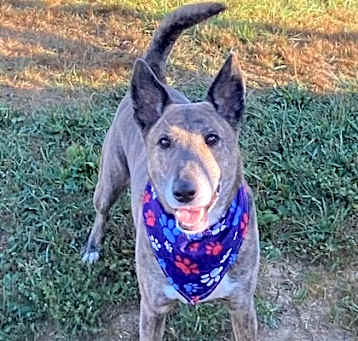 Photo of Copper