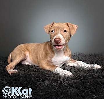 Photo of Hank