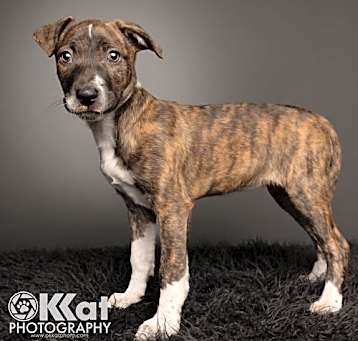 Photo of Sheba