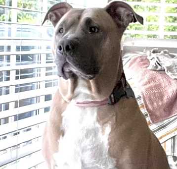Photo of Sadie