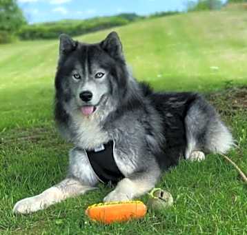 Photo of Toby