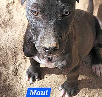 Photo of Maui
