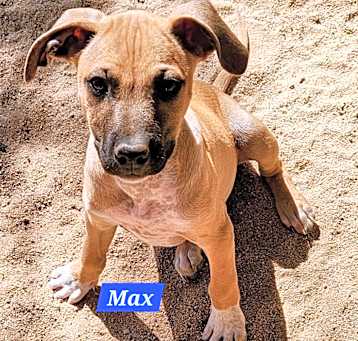 Photo of Max