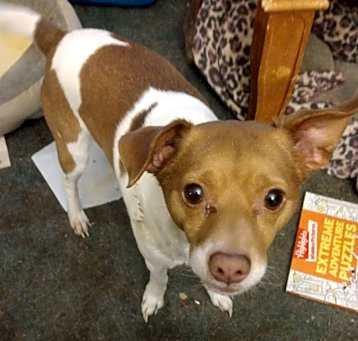 Photo of Chester