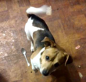 Photo of Shorty