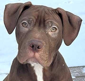 Photo of Chestnut