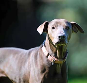 Photo of Dilly