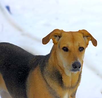 Photo of Missy