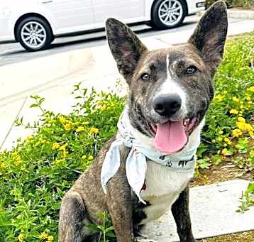 Photo of Tessa's Tucker