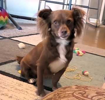 Photo of Brownie
