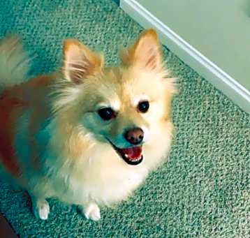 Photo of Honey