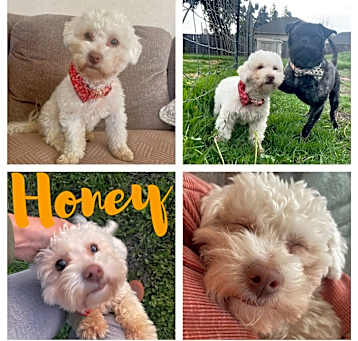 Photo of Honey