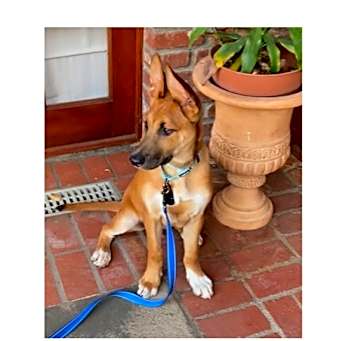 Photo of Tucker
