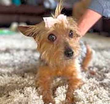 Photo of Abby