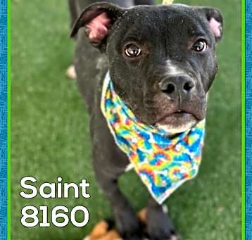 Photo of SAINT - see video