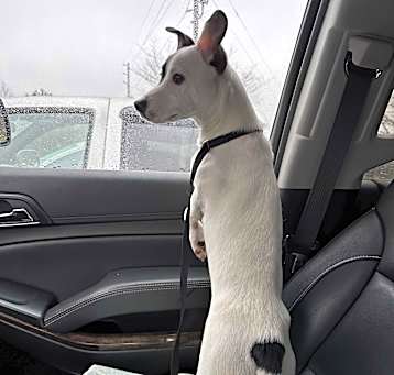 Photo of Rocket