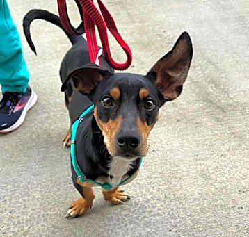 Photo of Tyson