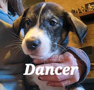 Photo of Dasher