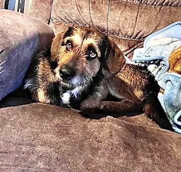 Photo of Scrappy