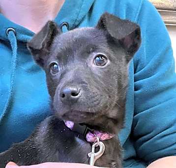 Photo of Penny