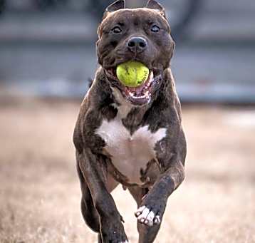 Photo of Dori