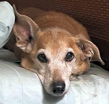 Photo of Riley