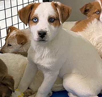 Photo of Copper