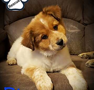 Photo of Rusty