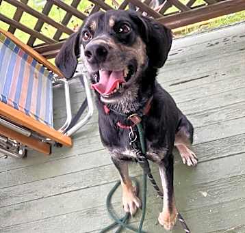 Photo of Otis