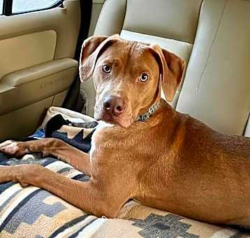 Photo of Timber
