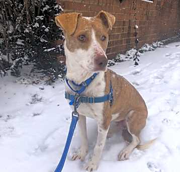Photo of Sapphire 
