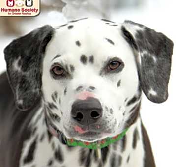 Photo of Oreo