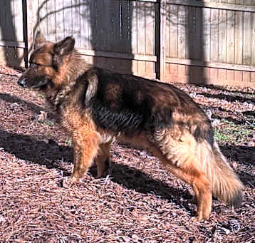 Photo of Striker