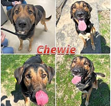 Photo of Chewie