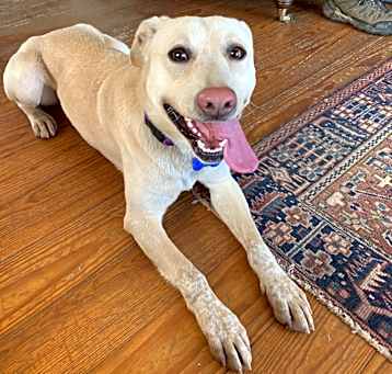 Photo of Butter (Ringo)