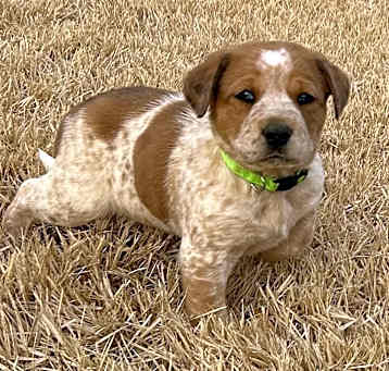 Photo of Spot