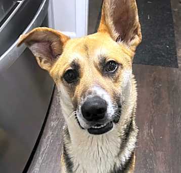 Photo of Ziggy
