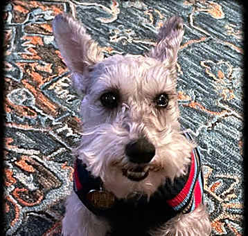 Photo of Bentley