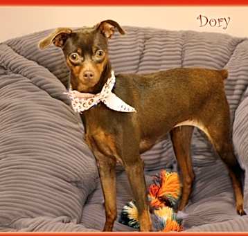 Photo of Dory in TX