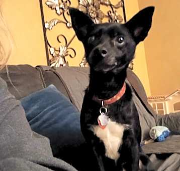 Photo of Bandit