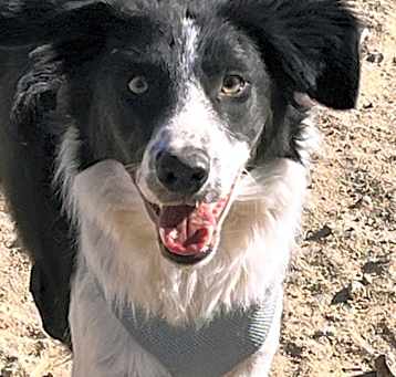 Photo of Zeke loves to play