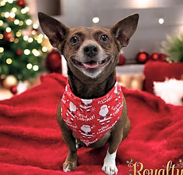 Photo of ANNIE