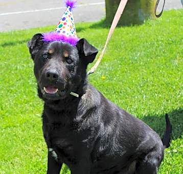 Photo of Baloo