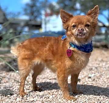 Photo of Fox