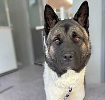 Photo of Sparky