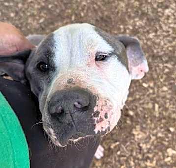 Photo of Herman (GA)