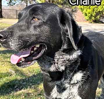 Photo of Charlie